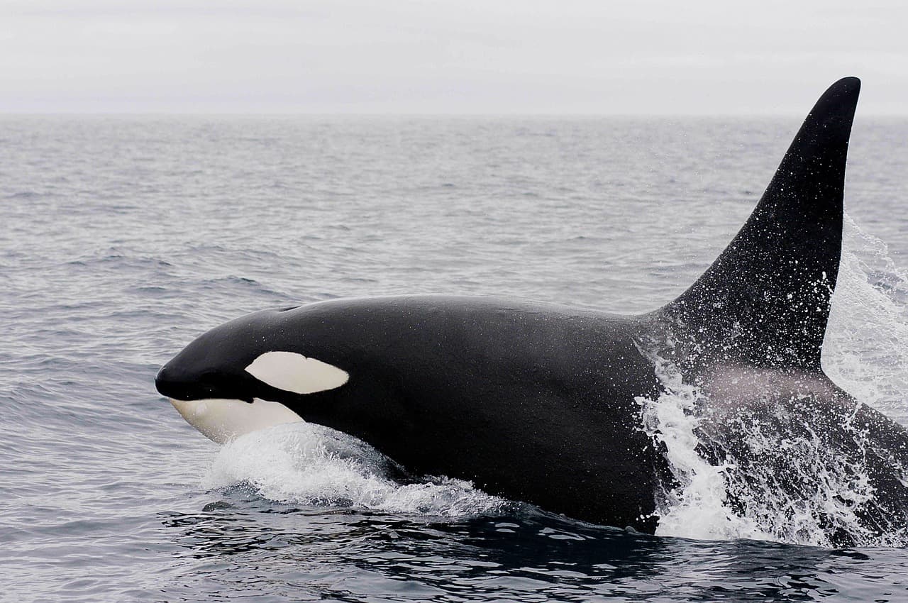 is it safe to kayak with orcas