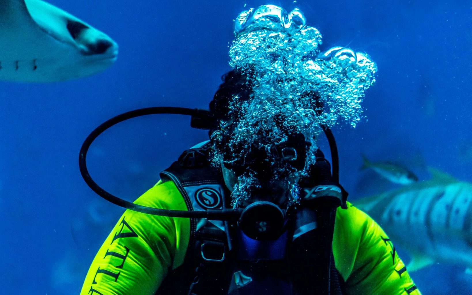 Is Scuba Diving Better in Maui or Kauai? (+ Their 5 Best Dive Spots)