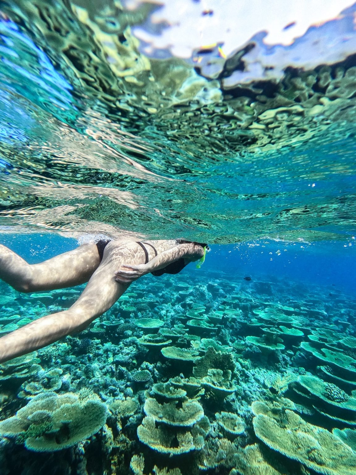 How Does Snorkeling Affect Coral Reefs 8 Ways It Gets Damaged how-does-snorkeling-affect-coral-reefs-8-ways-it-gets-damaged