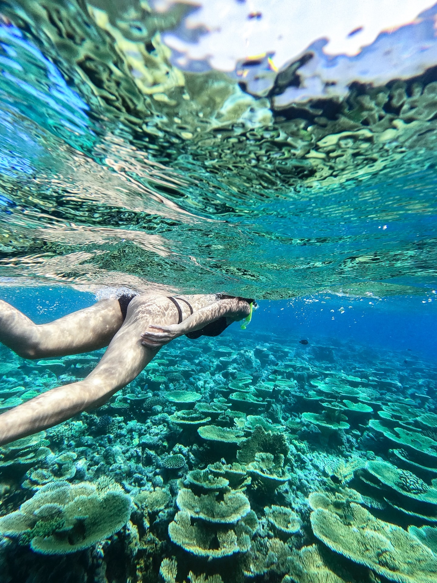 How Does Snorkeling Affect Coral Reefs