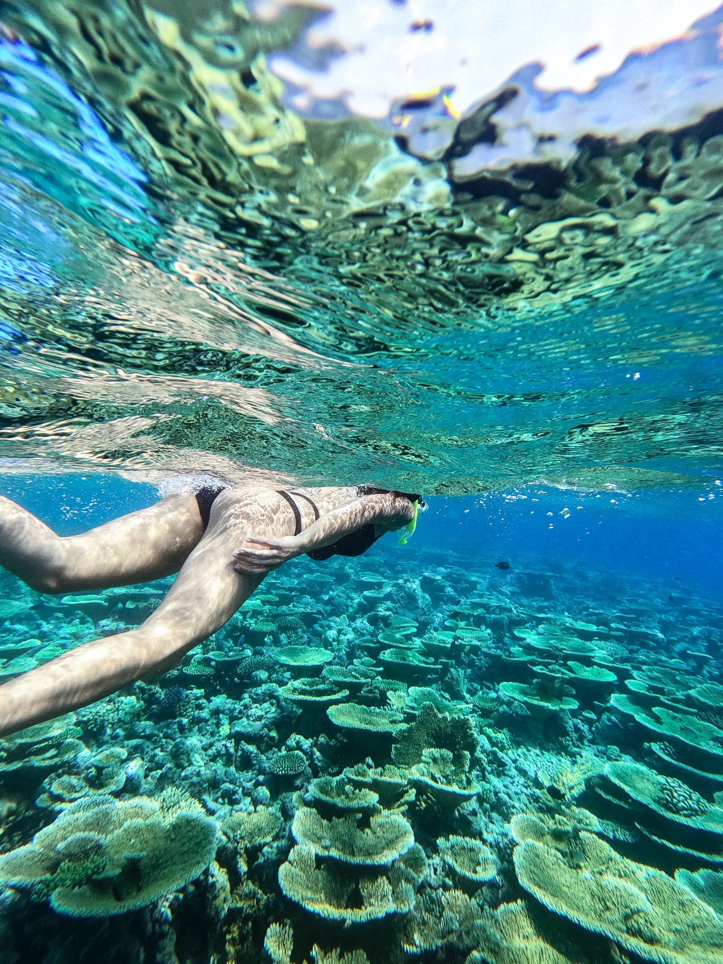 How Does Snorkeling Affect Coral Reefs? (+8 Ways It Gets Damaged)