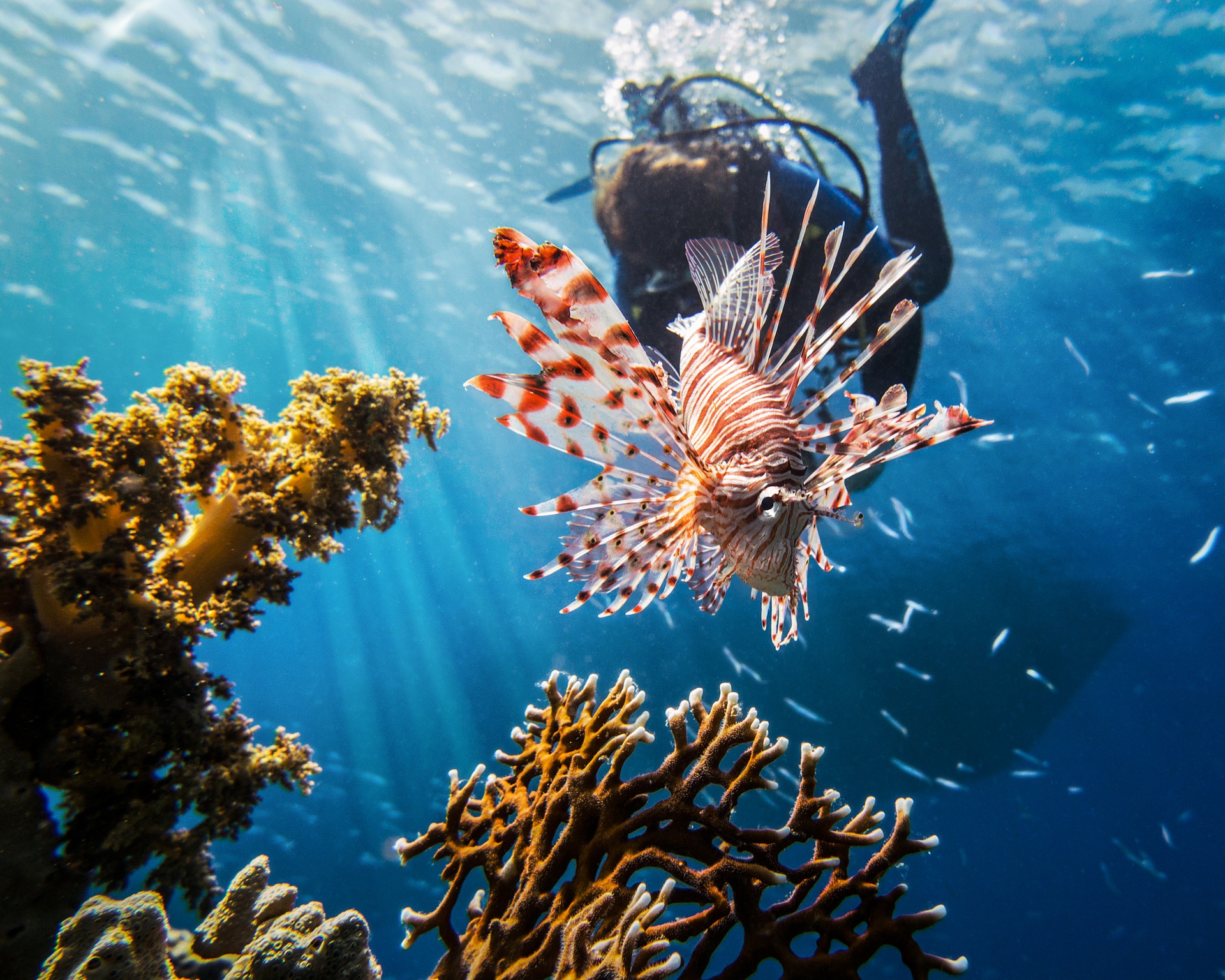 Is Scuba Diving in Australia Dangerous