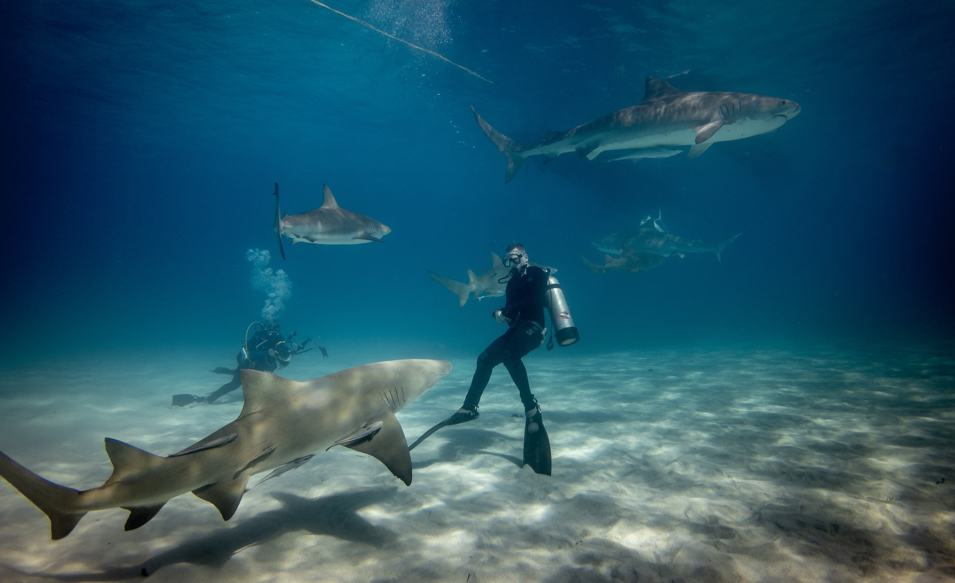 Are Sharks Scared of Scuba Divers? (What Every Diver Must Know)